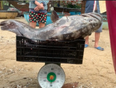 Ngư dân Quảng Nam bắt được cá mú nặng 43kg, bán 9 triệu đồng