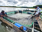 Nuôi cá lăng chấm cho thu nhập cao