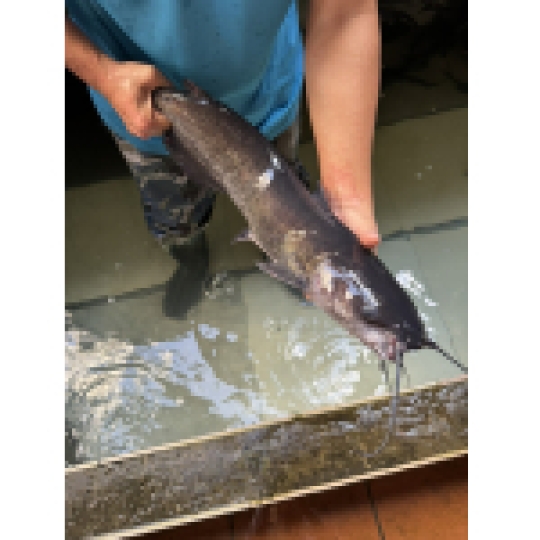 Cá lăng suối Sài Gòn