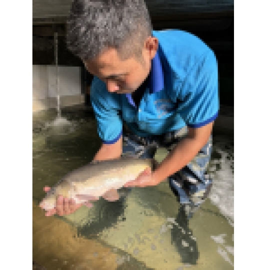 Cá chuỗi ngọc Sài Gòn